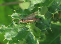 Nephrotoma-appendiculata